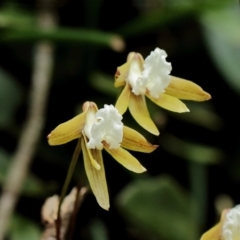 Dockrillia striolata at Mittagong, NSW - suppressed