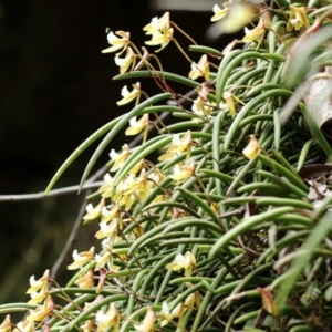 Dockrillia striolata at Mittagong, NSW - suppressed