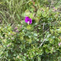 Polygala myrtifolia (Myrtle-leaf Milkwort) at Hackett, ACT - 13 Oct 2022 by cmobbs