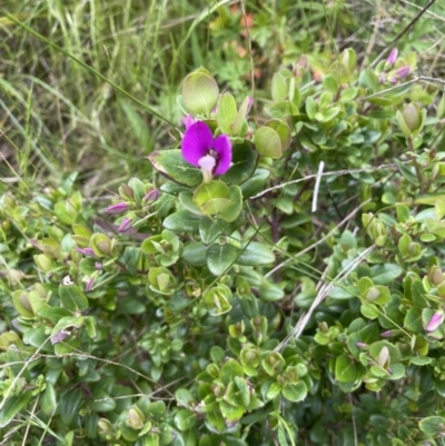 Polygala myrtifolia (Myrtle-leaf Milkwort) at Hackett, ACT - 13 Oct 2022 by cmobbs