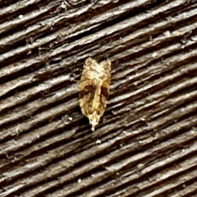 Epiphyas (genus) (A Tortrid moth) at Aranda, ACT - 10 Oct 2022 by KMcCue