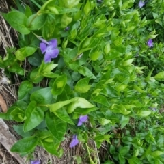 Vinca major (Blue Periwinkle) at Bungendore, NSW - 12 Oct 2022 by clarehoneydove