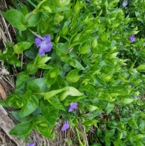 Vinca major at Bungendore, NSW - 12 Oct 2022 06:27 PM