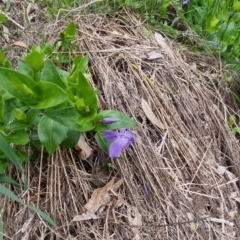 Vinca major at Bungendore, NSW - 12 Oct 2022