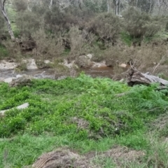 Vinca major at Bungendore, NSW - 12 Oct 2022 06:27 PM