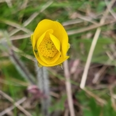 Ranunculus lappaceus (Australian Buttercup) at QPRC LGA - 12 Oct 2022 by clarehoneydove