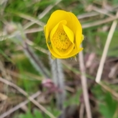 Ranunculus lappaceus at Bungendore, NSW - 12 Oct 2022 06:06 PM