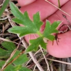 Ranunculus lappaceus at Bungendore, NSW - 12 Oct 2022 06:06 PM