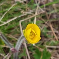 Ranunculus lappaceus at Bungendore, NSW - 12 Oct 2022 06:06 PM