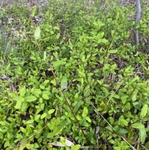 Lonicera japonica at Giralang, ACT - 13 Oct 2022