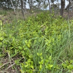 Lonicera japonica at Giralang, ACT - 13 Oct 2022