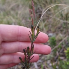 Gompholobium sp. (A Wedge Pea) at Bungendore, NSW - 12 Oct 2022 by clarehoneydove