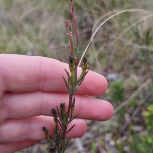 Gompholobium sp. at Bungendore, NSW - 12 Oct 2022