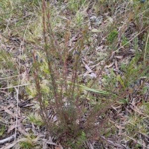 Gompholobium sp. at Bungendore, NSW - 12 Oct 2022