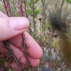 Gompholobium sp. at Bungendore, NSW - 12 Oct 2022