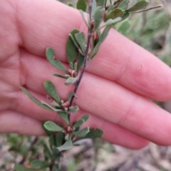 Hibbertia obtusifolia (Grey Guinea-flower) at Bungendore, NSW - 12 Oct 2022 by clarehoneydove