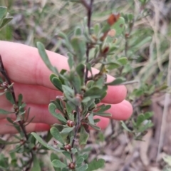 Hibbertia obtusifolia at Bungendore, NSW - 12 Oct 2022 06:00 PM