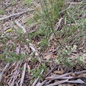 Hibbertia obtusifolia at Bungendore, NSW - 12 Oct 2022