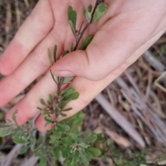 Hibbertia obtusifolia at Bungendore, NSW - 12 Oct 2022 06:00 PM