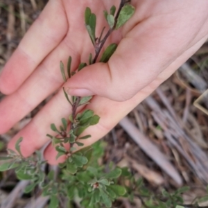 Hibbertia obtusifolia at Bungendore, NSW - 12 Oct 2022