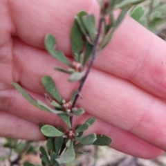 Hibbertia obtusifolia at Bungendore, NSW - 12 Oct 2022 06:00 PM