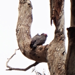 Callocephalon fimbriatum (Gang-gang Cockatoo) at GG292 - 13 Oct 2022 by CathB