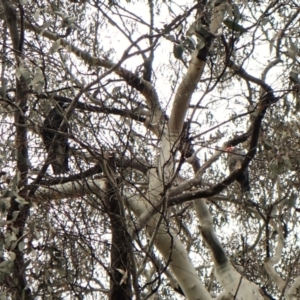 Callocephalon fimbriatum at Cook, ACT - suppressed