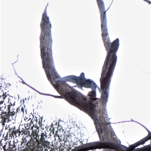 Callocephalon fimbriatum at Cook, ACT - suppressed