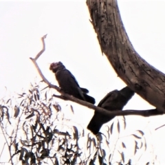 Callocephalon fimbriatum at Cook, ACT - suppressed