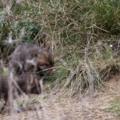 Vulpes vulpes (Red Fox) at Callum Brae - 2 Oct 2022 by JRCNM
