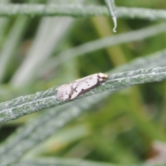 Philobota lysizona (A concealer moth) at Tuggeranong Hill - 12 Oct 2022 by RAllen