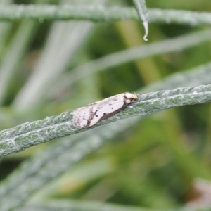 Philobota lysizona at Theodore, ACT - 12 Oct 2022