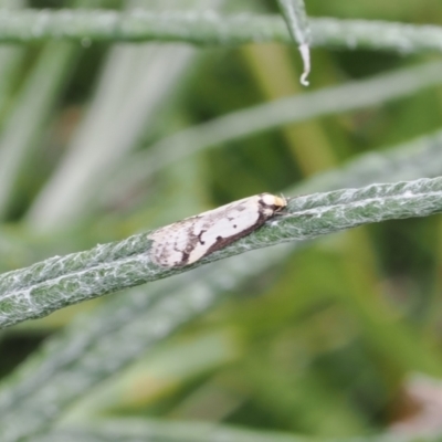 Philobota lysizona (A concealer moth) at Theodore, ACT - 12 Oct 2022 by RAllen