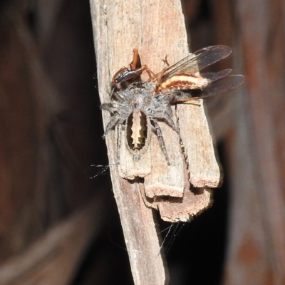 Sandalodes superbus (Ludicra Jumping Spider) at Lions Youth Haven - Westwood Farm - 12 Oct 2022 by HelenCross
