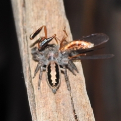 Sandalodes superbus at Kambah, ACT - suppressed