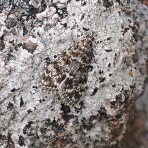 Scoparia syntaracta at Theodore, ACT - 12 Oct 2022