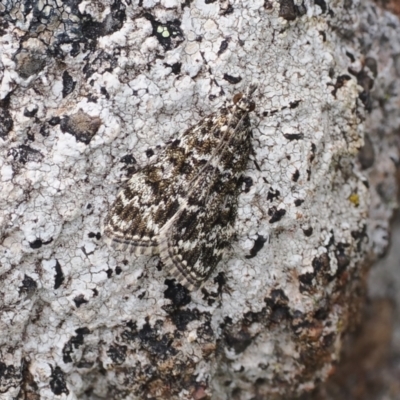 Scoparia syntaracta (A Pyralid moth) at Theodore, ACT - 12 Oct 2022 by RAllen