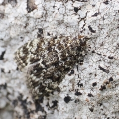 Scoparia syntaracta at Theodore, ACT - 12 Oct 2022