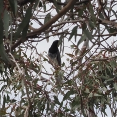 Coracina papuensis (White-bellied Cuckooshrike) at Theodore, ACT - 12 Oct 2022 by RAllen