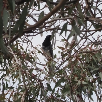 Coracina papuensis (White-bellied Cuckooshrike) at Tuggeranong Hill - 12 Oct 2022 by RAllen