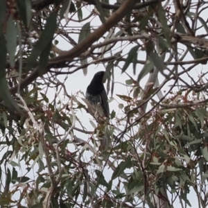 Coracina papuensis at Theodore, ACT - 12 Oct 2022