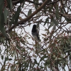 Coracina papuensis at Theodore, ACT - 12 Oct 2022