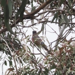 Coracina papuensis at Theodore, ACT - 12 Oct 2022 12:22 PM