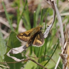 Taractrocera papyria (White-banded Grass-dart) at Theodore, ACT - 12 Oct 2022 by RAllen