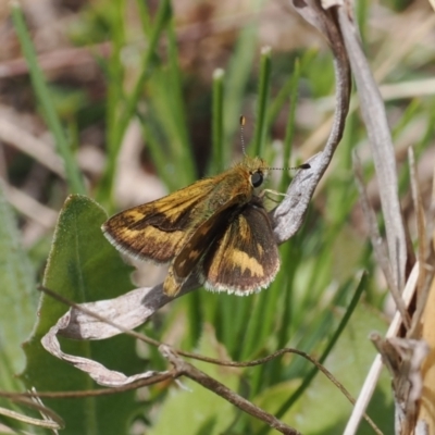 Taractrocera papyria (White-banded Grass-dart) at Tuggeranong Hill - 12 Oct 2022 by RAllen