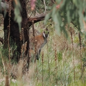 Notamacropus rufogriseus at Conder, ACT - 12 Oct 2022