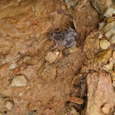 Uperoleia laevigata (Smooth Toadlet) at Bungendore, NSW - 13 Oct 2022 by clarehoneydove