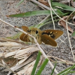 Trapezites luteus (Yellow Ochre, Rare White-spot Skipper) at Tuggeranong Hill - 12 Oct 2022 by RAllen