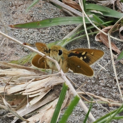 Trapezites luteus (Yellow Ochre, Rare White-spot Skipper) at Theodore, ACT - 12 Oct 2022 by RAllen