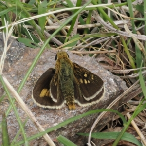 Trapezites luteus at Theodore, ACT - 12 Oct 2022